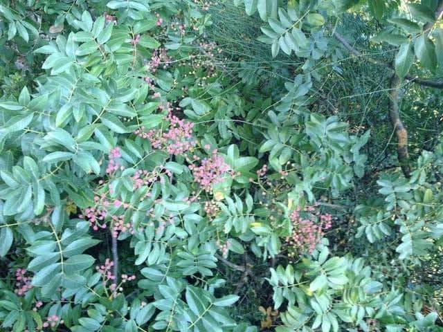 Karaman Bucakkışla Köyü Resimleri 9