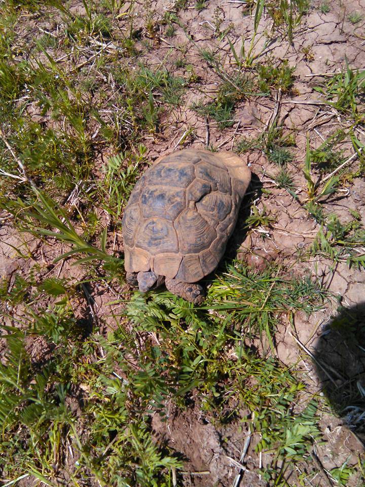 Karaman Burhan Köyü Resimleri 9