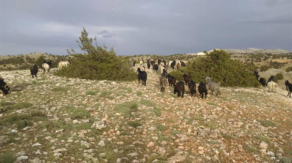 Karaman Cerit Köyü Resimleri 1