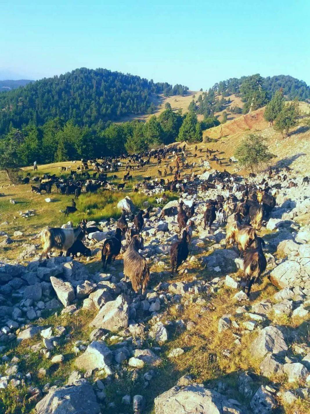 Karaman Cerit Köyü Resimleri 11