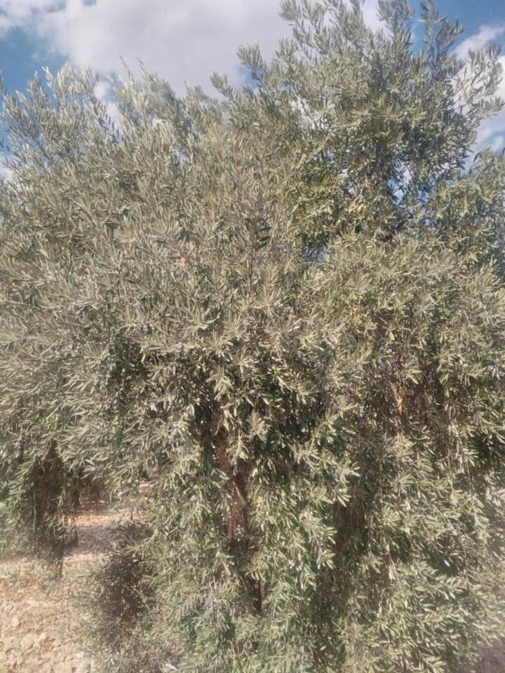 Karaman Cerit Köyü Resimleri 3