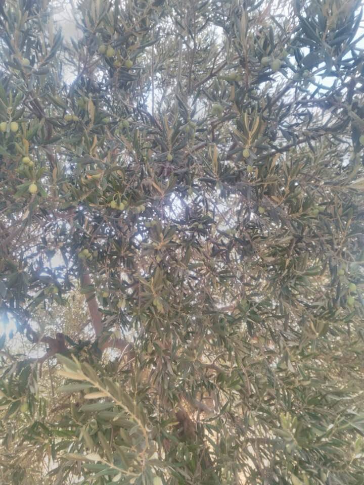 Karaman Cerit Köyü Resimleri 5