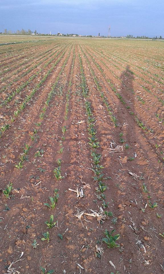 Karaman Çakırbağ Köyü Resimleri 3