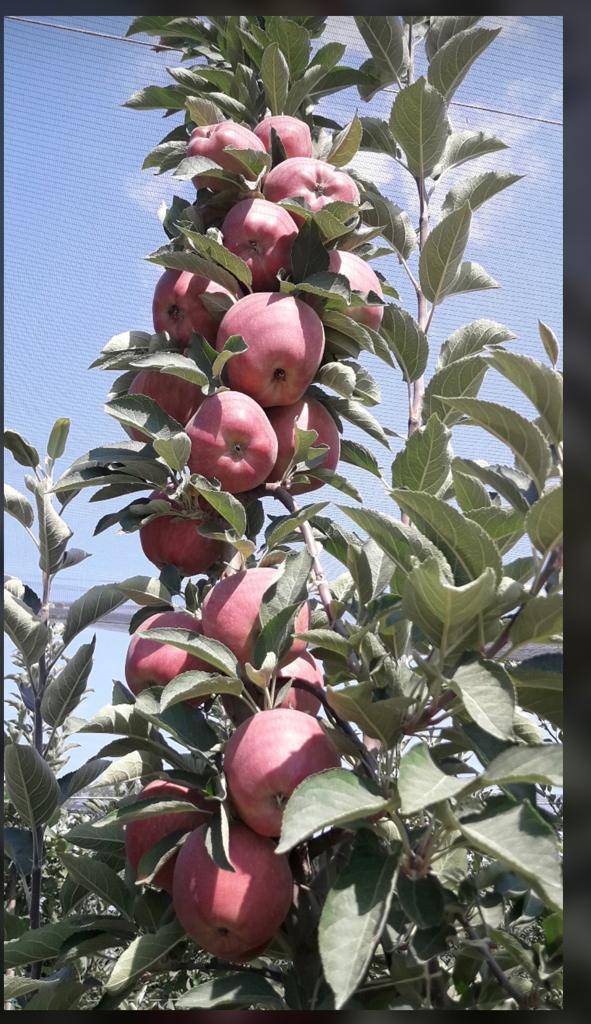 Karaman Çiğdemli Köyü Resimleri 3