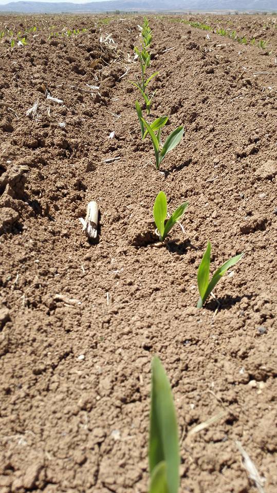 Karaman Çiğdemli Köyü Resimleri 5