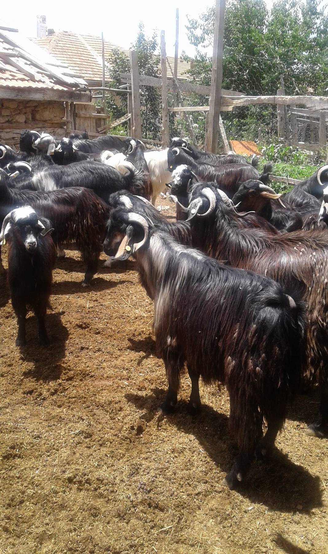 Karaman Damlapınar Köyü Resimleri 19