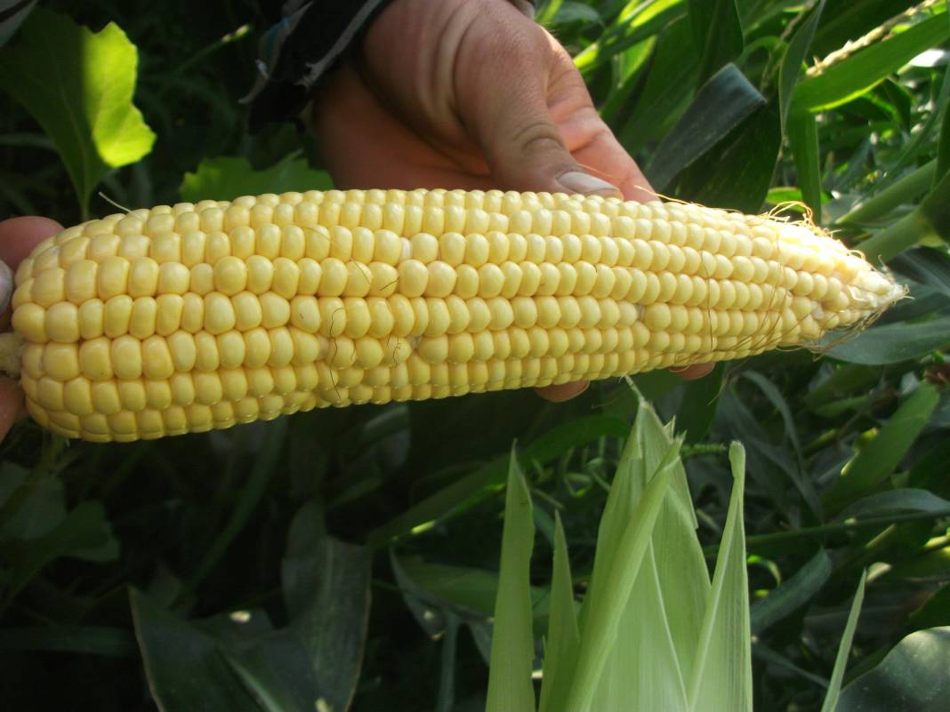 Karaman Eminler Köyü Resimleri 1