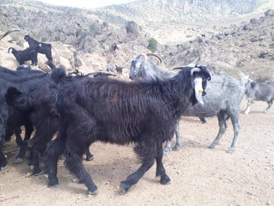 Karaman Eminler Köyü Resimleri 10