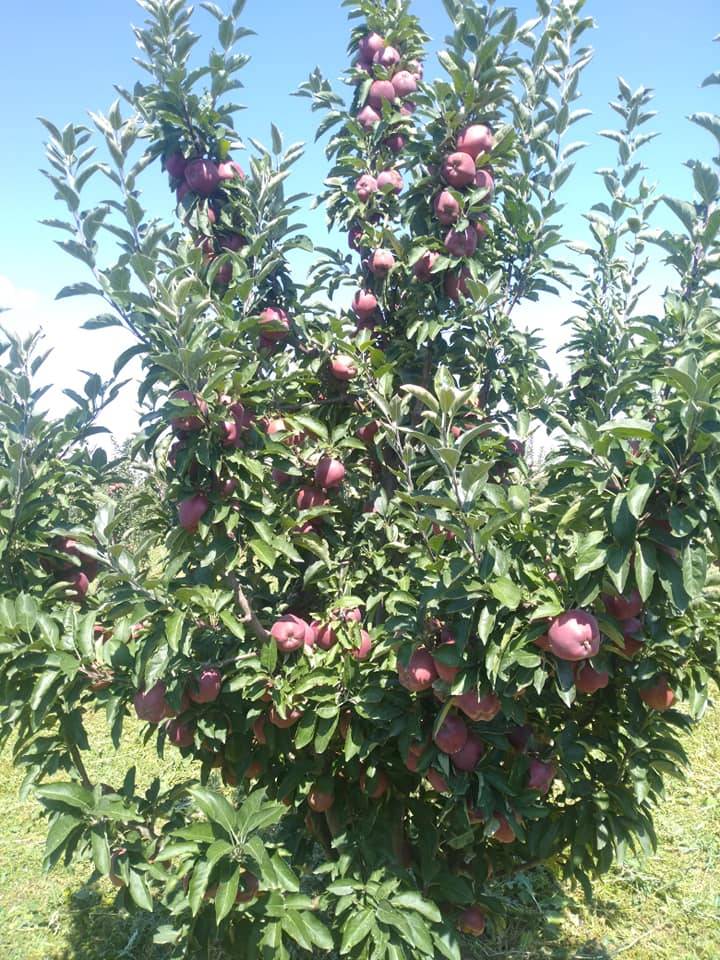 Karaman Eminler Köyü Resimleri 14