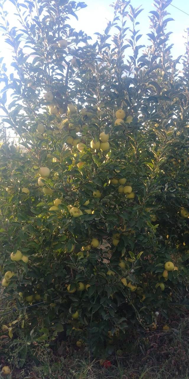 Karaman Eminler Köyü Resimleri 20