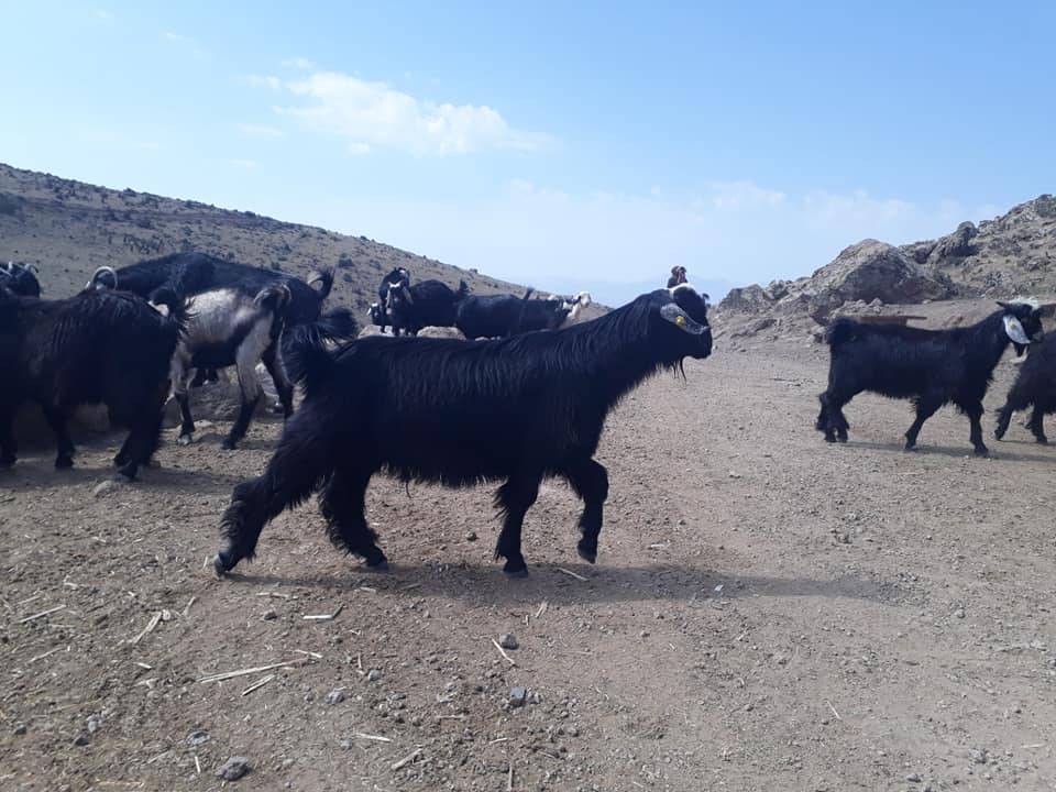 Karaman Eminler Köyü Resimleri 9