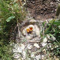 Karaman İhsaniye Köyü Resimleri 3