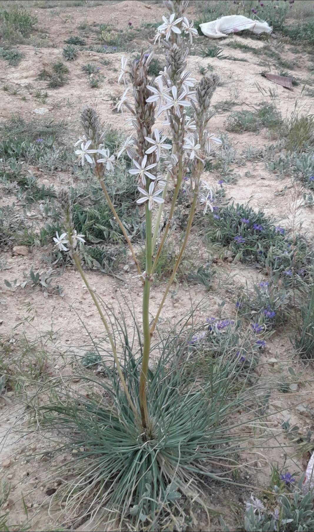 Karaman Karacaören Köyü Resimleri 13