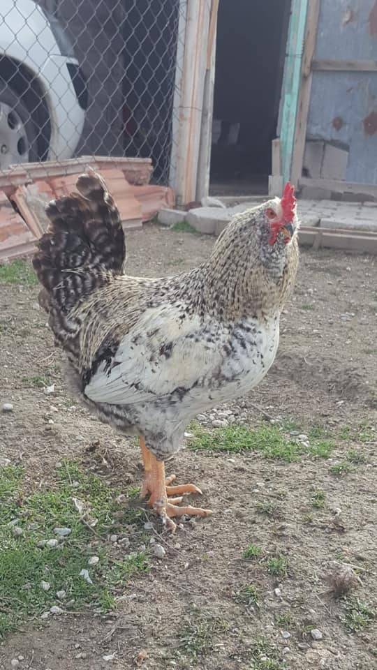 Karaman Kızıllarağını Köyü Resimleri 14