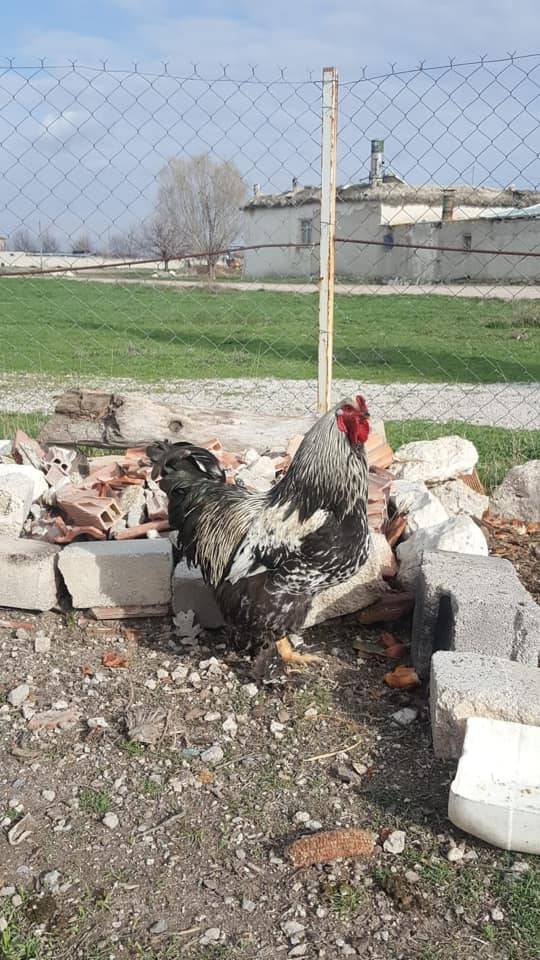 Karaman Kızıllarağını Köyü Resimleri 15