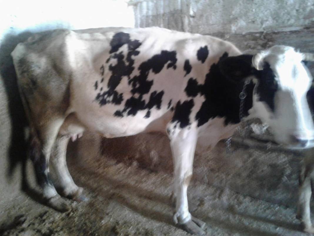 Karaman Kızıllarağını Köyü Resimleri 6