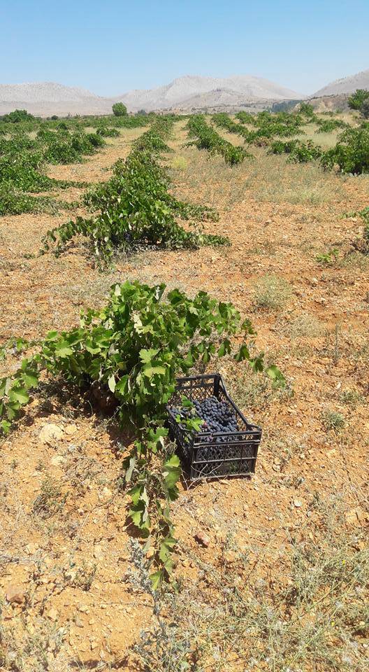 Karaman Kızılyaka Köyü Resimleri 9