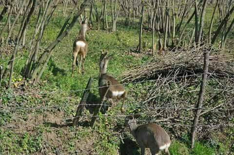 Bartın Balat Köyü Resimleri 1