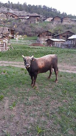 Ovacık Yığınot Köyü Resimleri 2