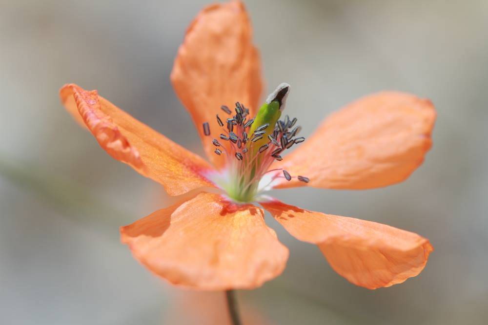 Karaman Medreselik Köyü Resimleri 7