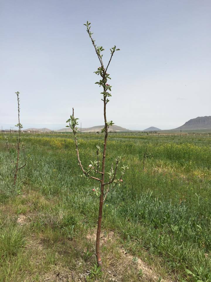 Karaman Ortaoba Köyü Resimleri 6