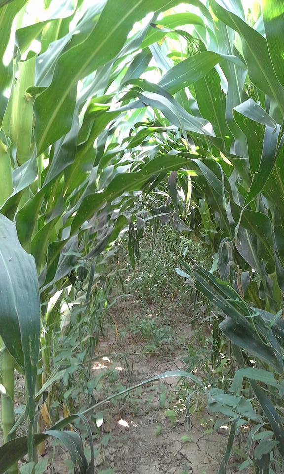 Karaman Salur Köyü Resimleri 2