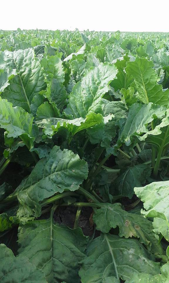 Karaman Salur Köyü Resimleri 3