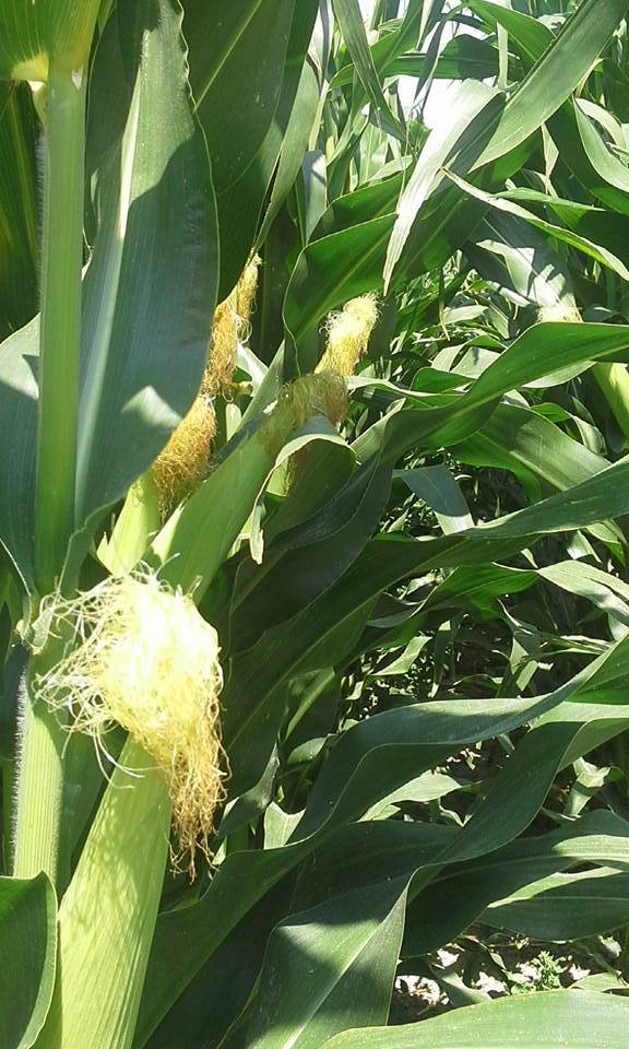 Karaman Salur Köyü Resimleri 4