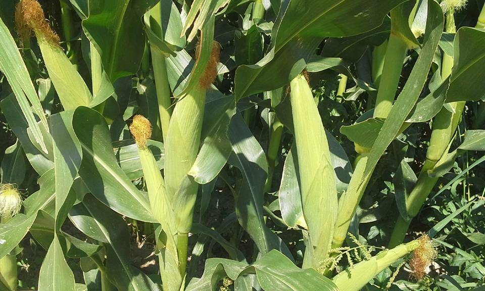 Karaman Salur Köyü Resimleri 5