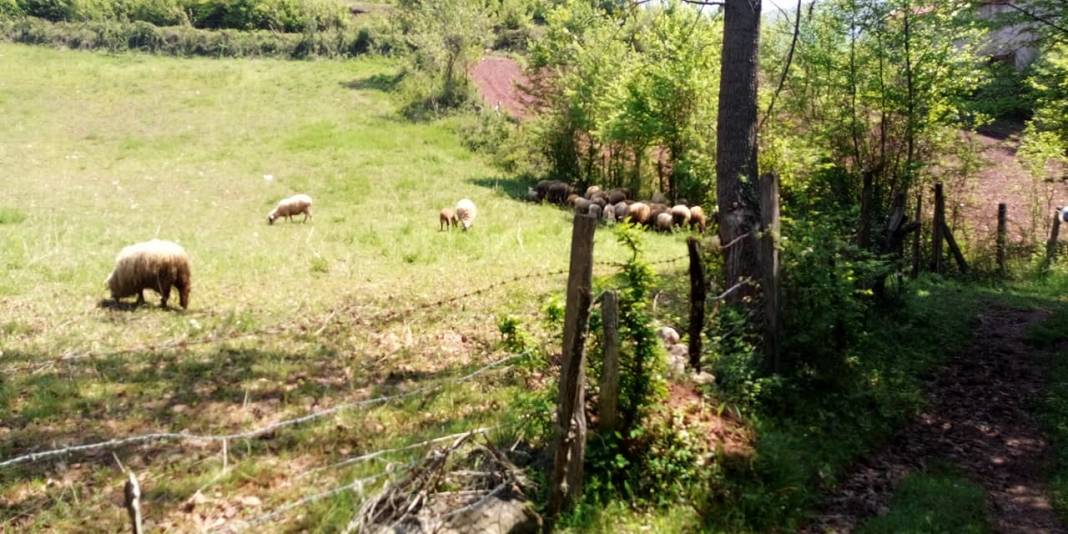 Bartın Esbey Köyü Resimleri 6