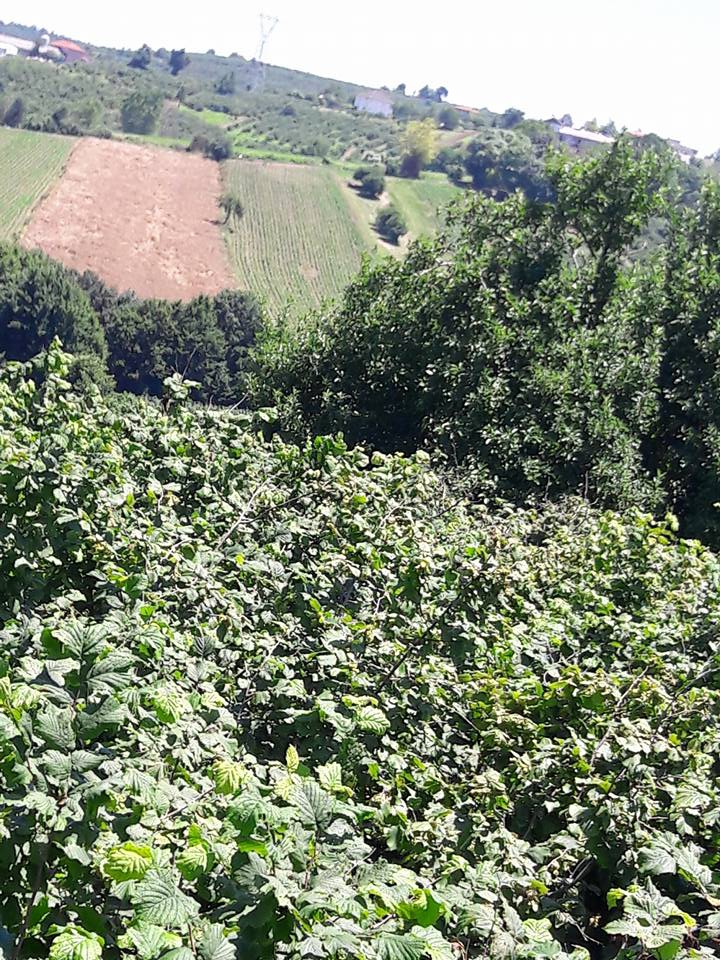 Kaynarca Yeşilova Köyü Resimleri 3