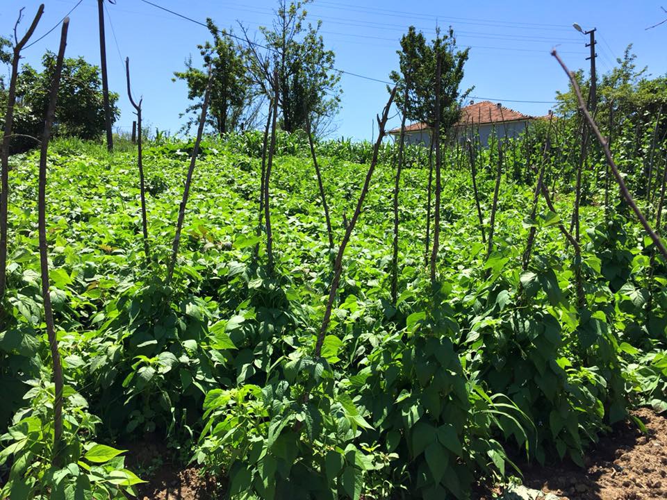 Kaynarca Yeşilova Köyü Resimleri 4