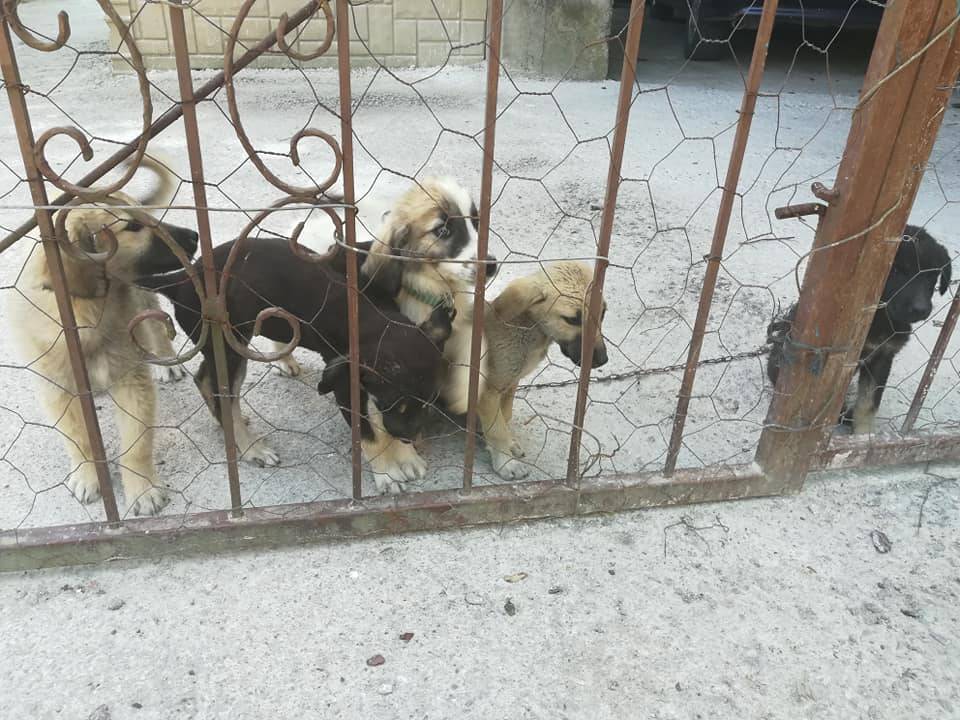 Bartın Kaman Köyü Resimleri 3