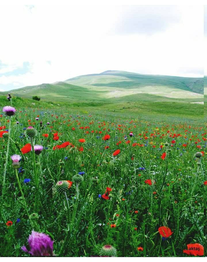 Adilcevaz Çanakyayla Köyü Resimleri 4