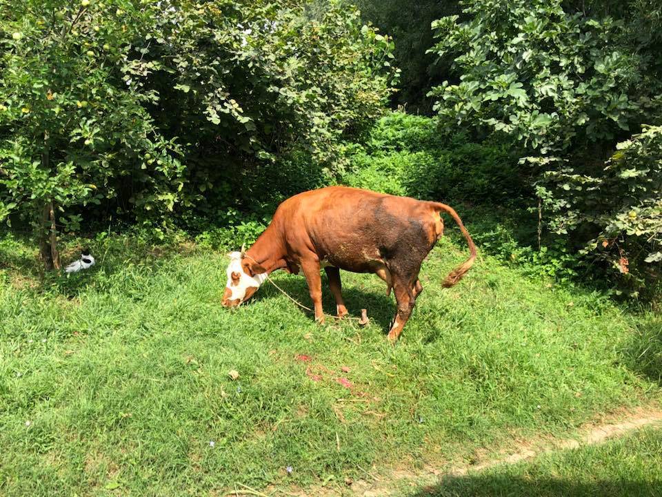 Bartın Kümesler Köyü Resimleri 3