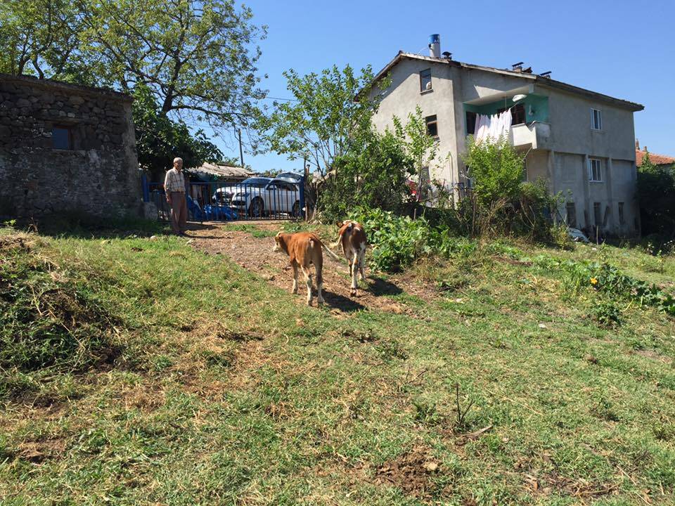 Bartın Saraylı Köyü Resimleri 7