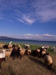 Adilcevaz Kavuştuk Köyü Resimleri 2