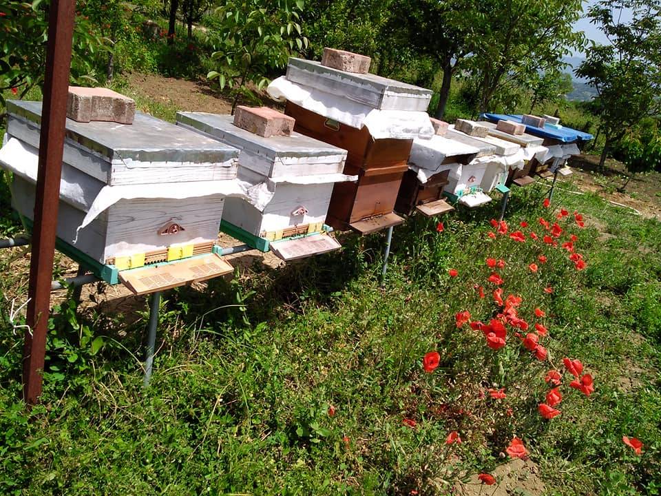 Bartın Şiremirçavuş Köyü Resimleri 3