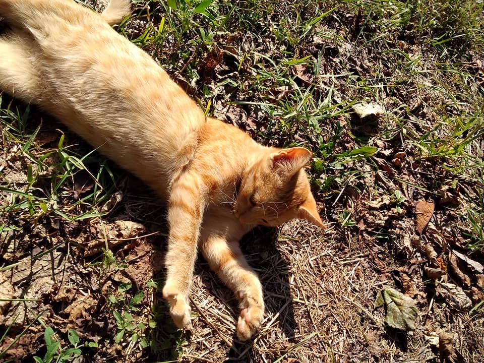 Bartın Şiremirçavuş Köyü Resimleri 5