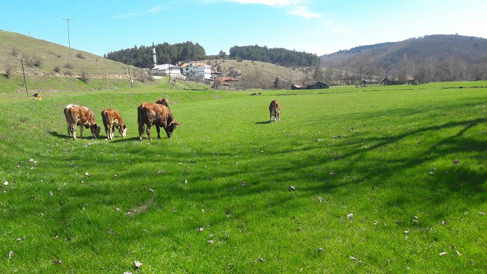 Safranbolu Çatak Köyü Resimleri 1