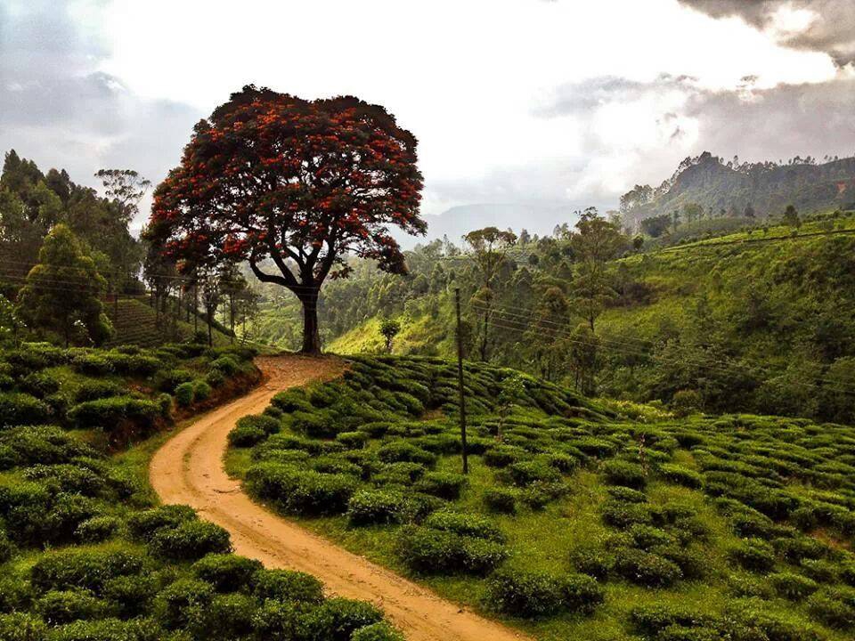 Safranbolu Çerçen Köyü Resimleri 4