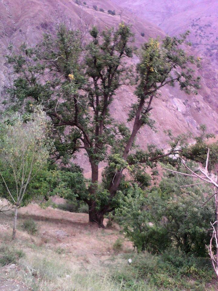 Bahçesaray Yaşlıkavak Köyü Resimleri 1