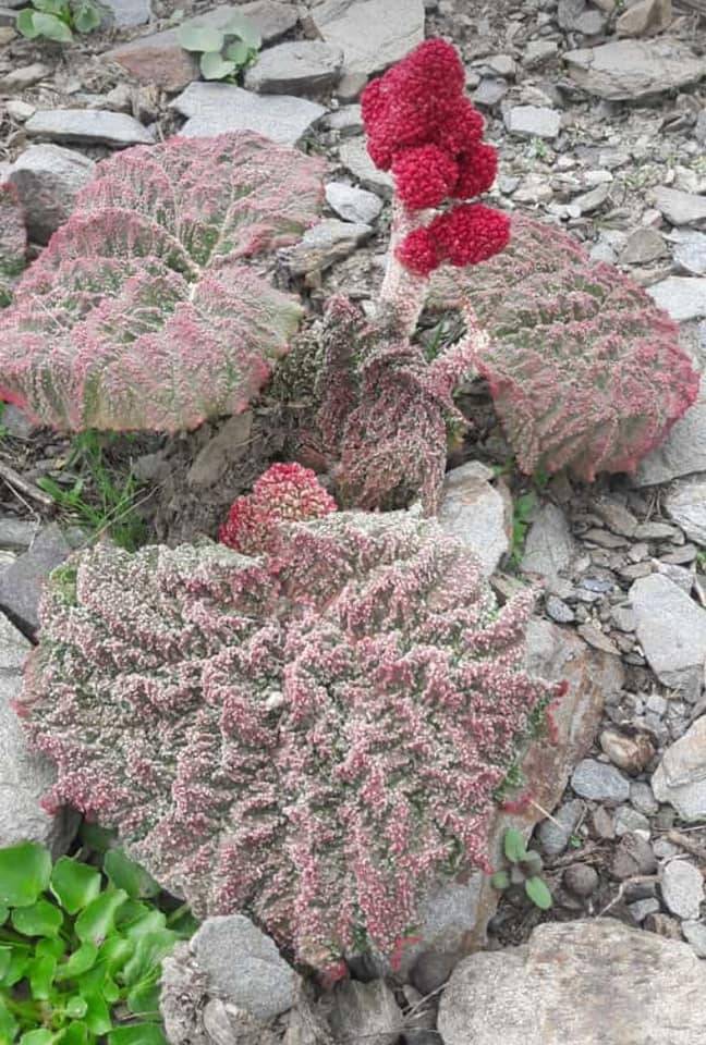 Bahçesaray Yaylakonak Köyü Resimleri 2