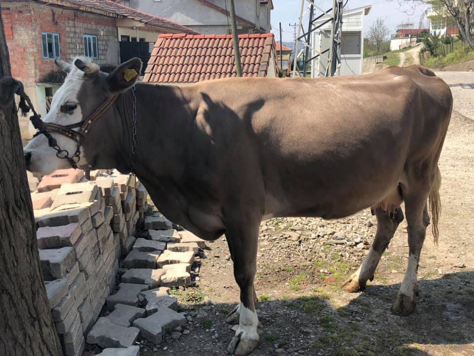 Bartın Yanaz Köyü Resimleri 1