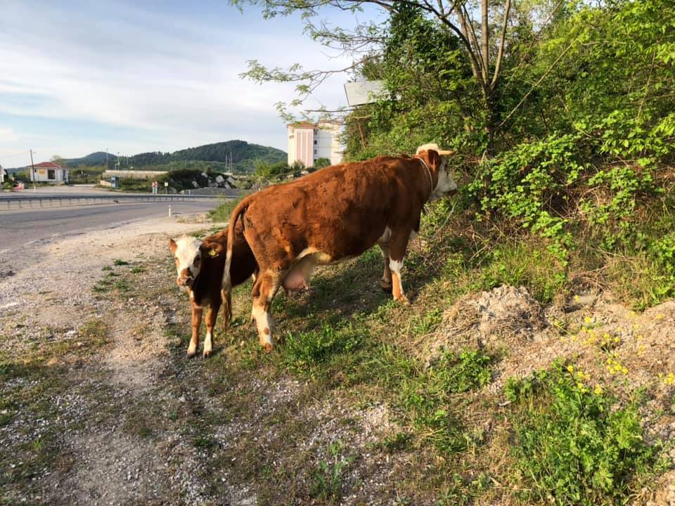 Amasra Ahatlar Köyü Resimleri 4