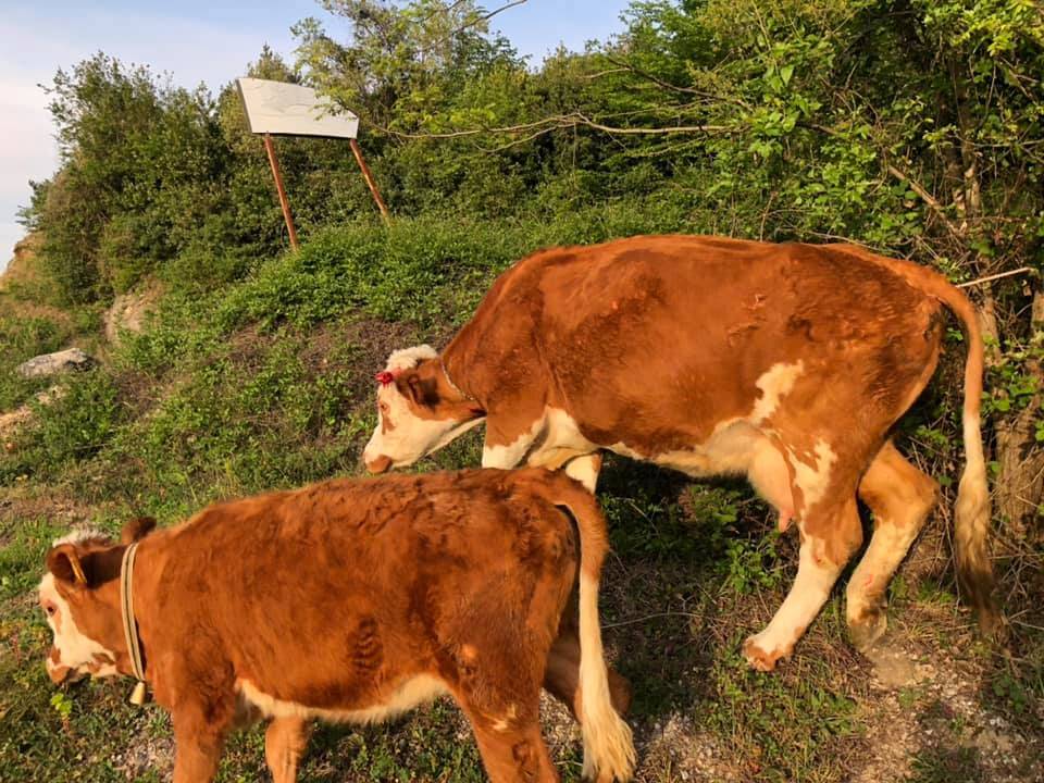 Amasra Ahatlar Köyü Resimleri 6