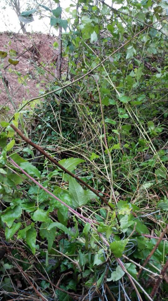 Amasra Esenler Köyü Resimleri 6