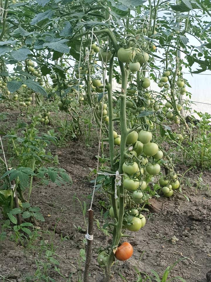 Amasra Gömü Köyü Resimleri 3