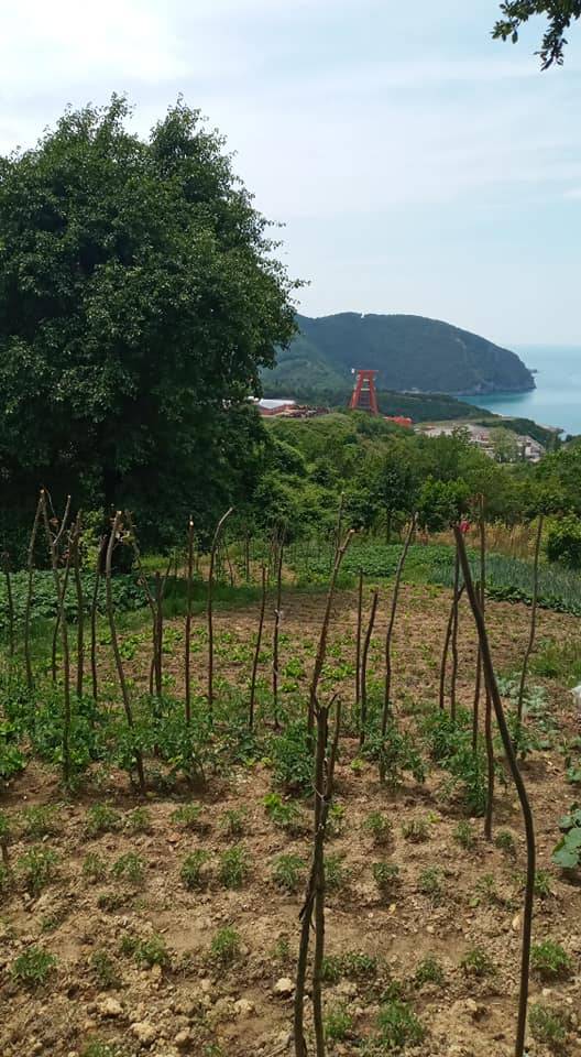 Amasra Gömü Köyü Resimleri 6