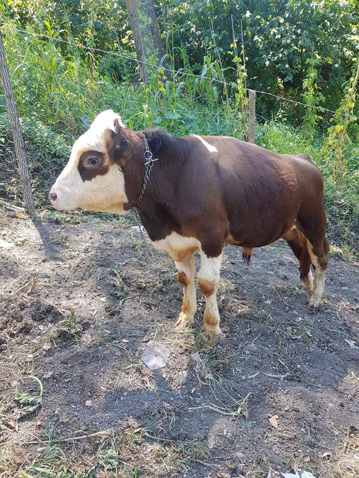 Amasra Kazpınarı Köyü Resimleri 6